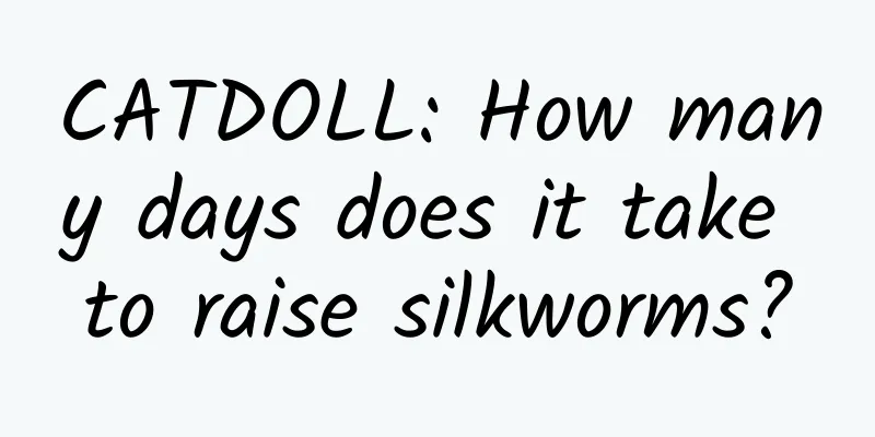 CATDOLL: How many days does it take to raise silkworms?