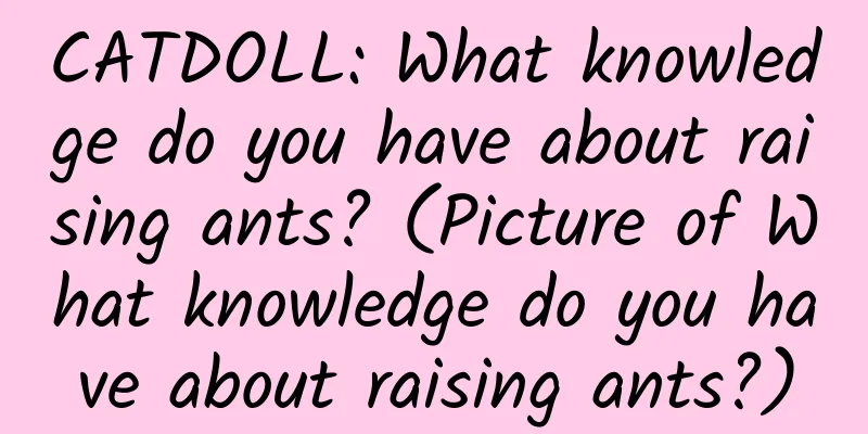 CATDOLL: What knowledge do you have about raising ants? (Picture of What knowledge do you have about raising ants?)