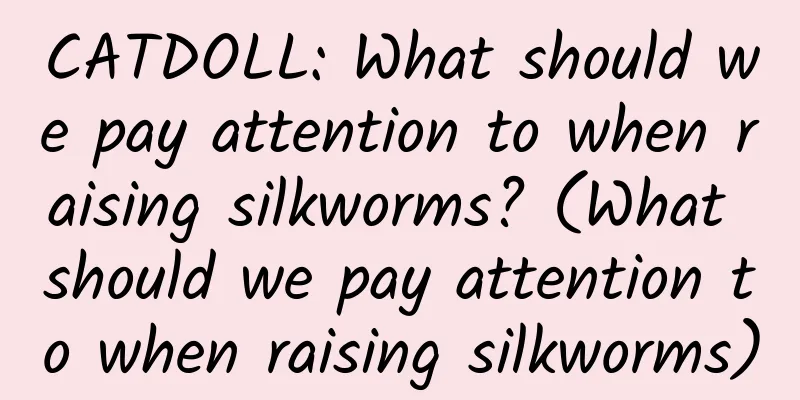 CATDOLL: What should we pay attention to when raising silkworms? (What should we pay attention to when raising silkworms)