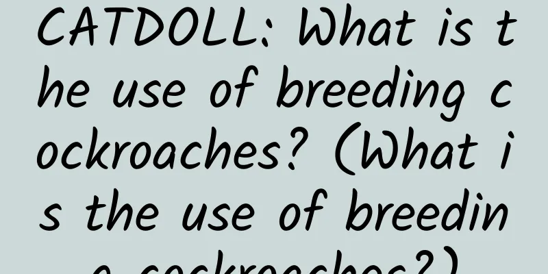 CATDOLL: What is the use of breeding cockroaches? (What is the use of breeding cockroaches?)