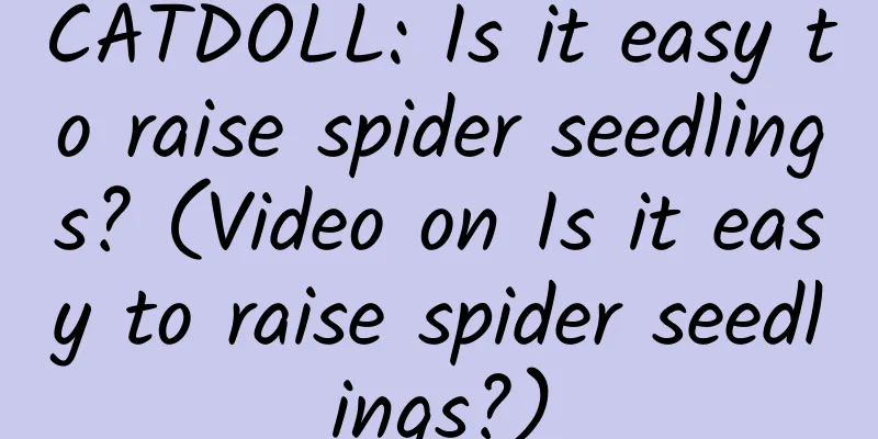 CATDOLL: Is it easy to raise spider seedlings? (Video on Is it easy to raise spider seedlings?)