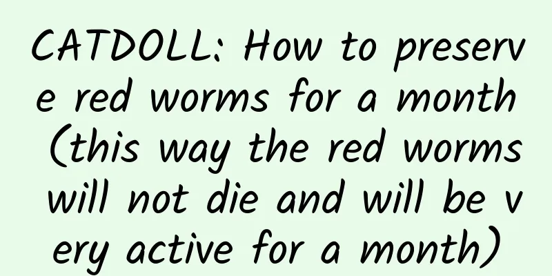 CATDOLL: How to preserve red worms for a month (this way the red worms will not die and will be very active for a month)