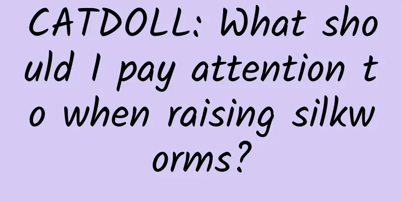 CATDOLL: What should I pay attention to when raising silkworms?