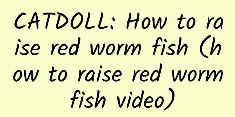 CATDOLL: How to raise red worm fish (how to raise red worm fish video)