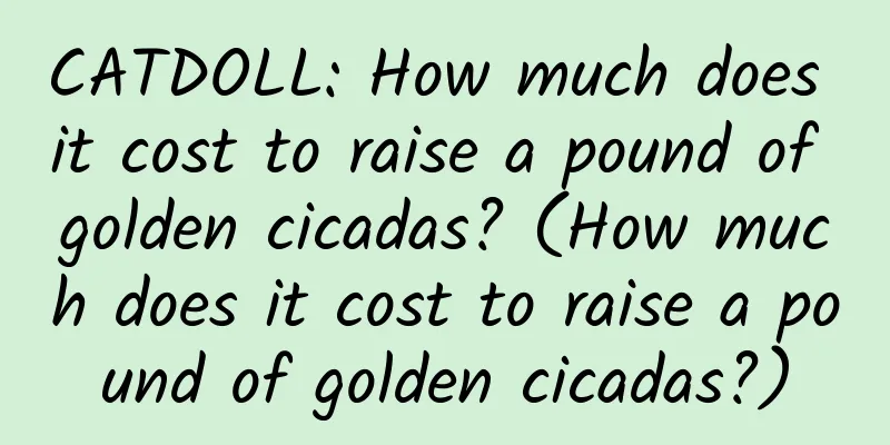 CATDOLL: How much does it cost to raise a pound of golden cicadas? (How much does it cost to raise a pound of golden cicadas?)