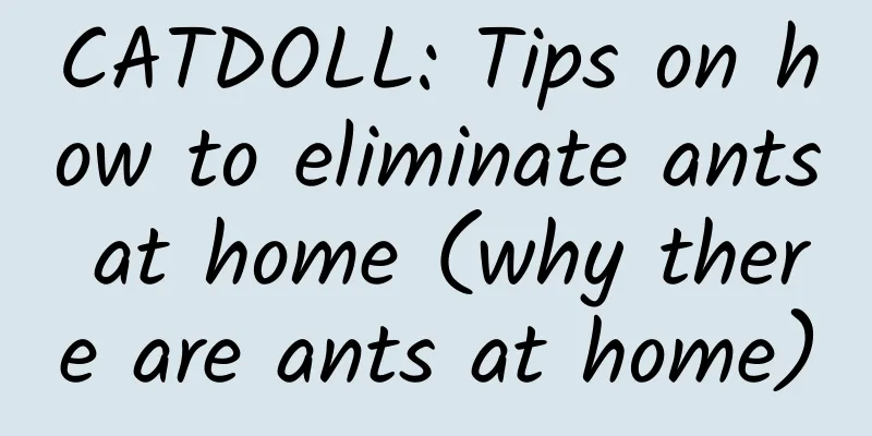 CATDOLL: Tips on how to eliminate ants at home (why there are ants at home)