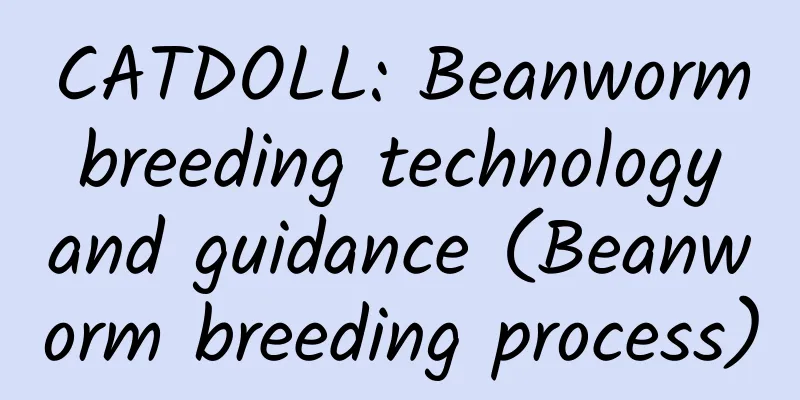 CATDOLL: Beanworm breeding technology and guidance (Beanworm breeding process)