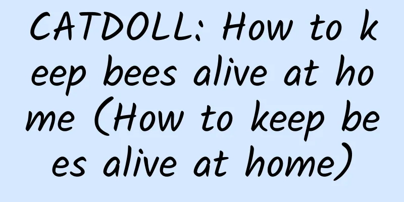 CATDOLL: How to keep bees alive at home (How to keep bees alive at home)