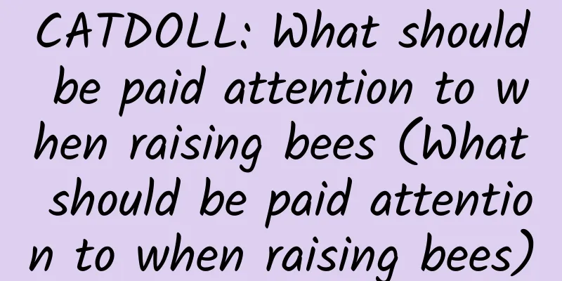CATDOLL: What should be paid attention to when raising bees (What should be paid attention to when raising bees)