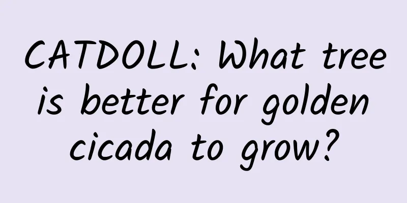 CATDOLL: What tree is better for golden cicada to grow?