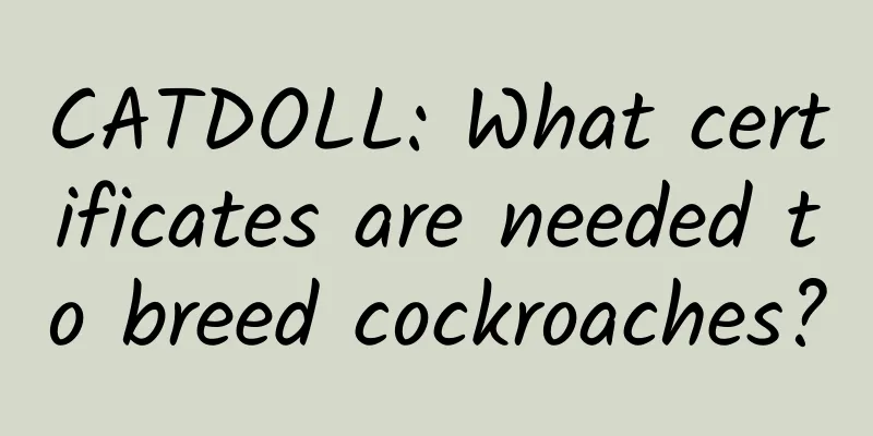 CATDOLL: What certificates are needed to breed cockroaches?