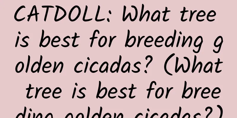 CATDOLL: What tree is best for breeding golden cicadas? (What tree is best for breeding golden cicadas?)