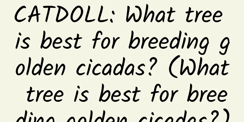 CATDOLL: What tree is best for breeding golden cicadas? (What tree is best for breeding golden cicadas?)