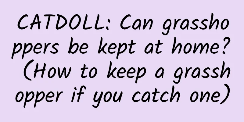 CATDOLL: Can grasshoppers be kept at home? (How to keep a grasshopper if you catch one)