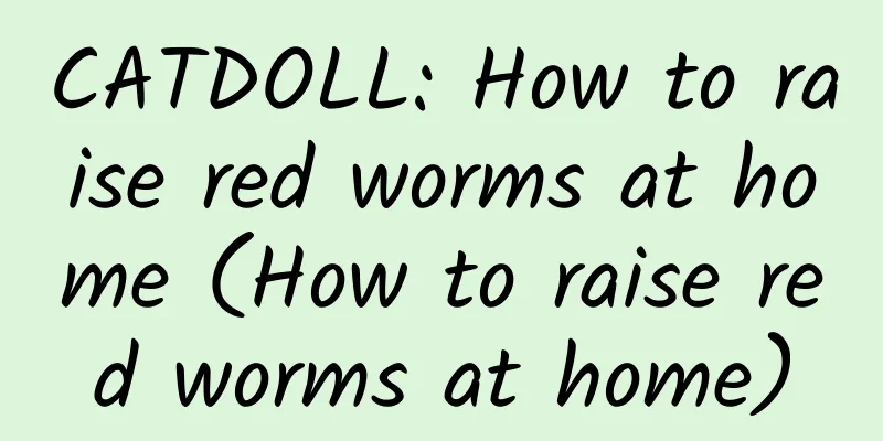 CATDOLL: How to raise red worms at home (How to raise red worms at home)
