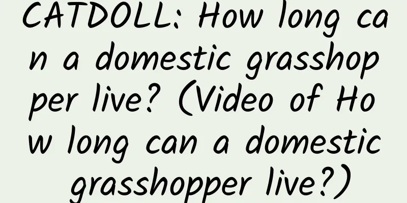 CATDOLL: How long can a domestic grasshopper live? (Video of How long can a domestic grasshopper live?)