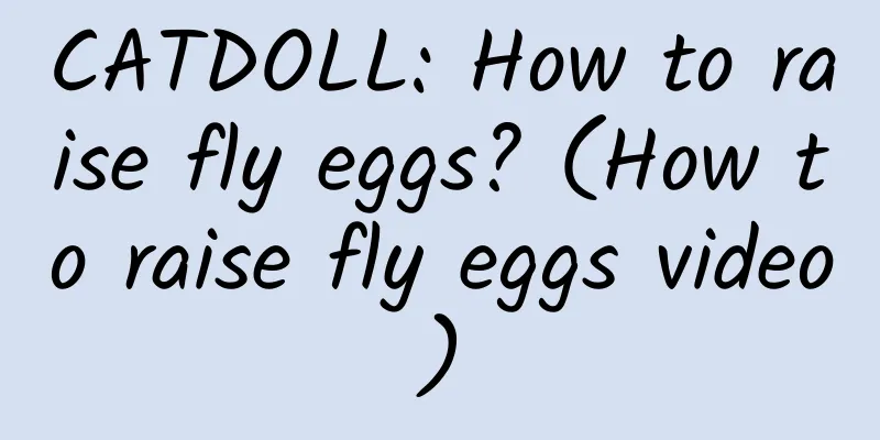 CATDOLL: How to raise fly eggs? (How to raise fly eggs video)