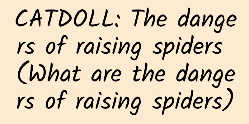CATDOLL: The dangers of raising spiders (What are the dangers of raising spiders)