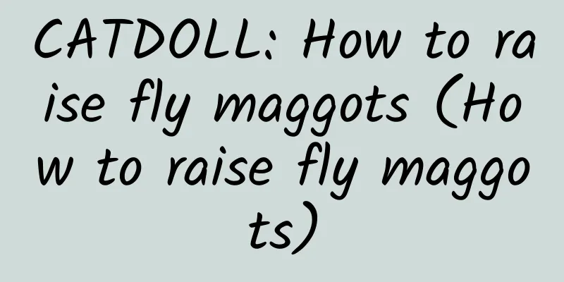 CATDOLL: How to raise fly maggots (How to raise fly maggots)