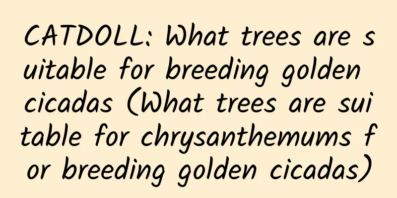 CATDOLL: What trees are suitable for breeding golden cicadas (What trees are suitable for chrysanthemums for breeding golden cicadas)