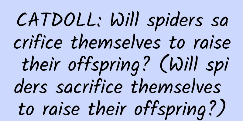 CATDOLL: Will spiders sacrifice themselves to raise their offspring? (Will spiders sacrifice themselves to raise their offspring?)