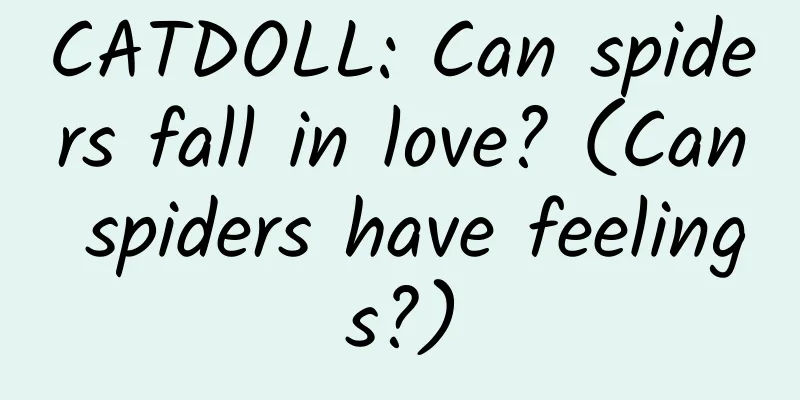 CATDOLL: Can spiders fall in love? (Can spiders have feelings?)