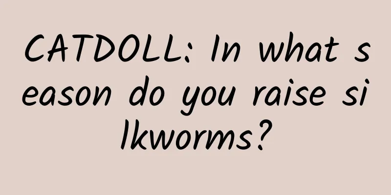 CATDOLL: In what season do you raise silkworms?