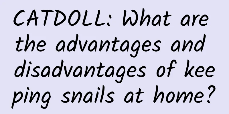 CATDOLL: What are the advantages and disadvantages of keeping snails at home?