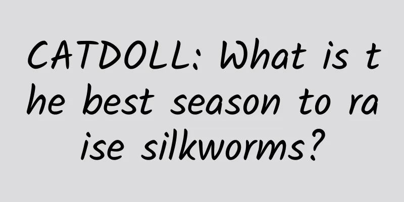 CATDOLL: What is the best season to raise silkworms?