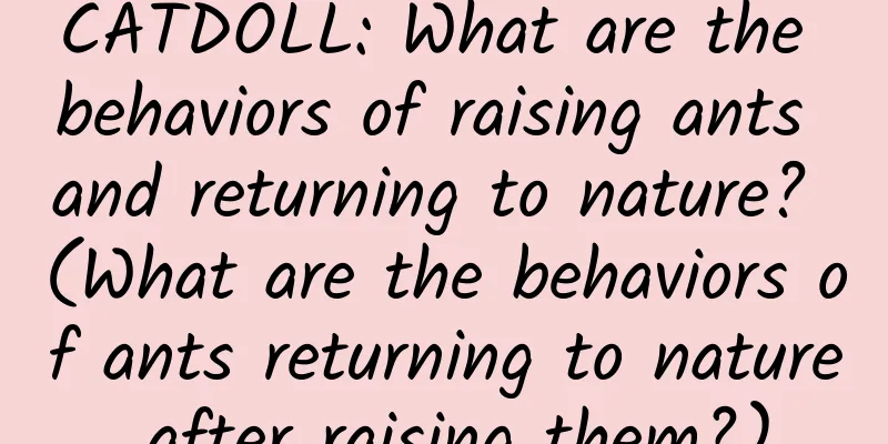 CATDOLL: What are the behaviors of raising ants and returning to nature? (What are the behaviors of ants returning to nature after raising them?)