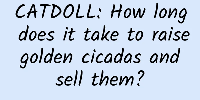 CATDOLL: How long does it take to raise golden cicadas and sell them?