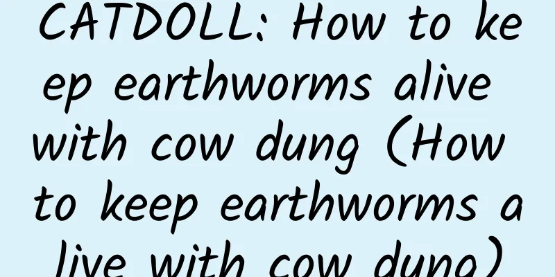 CATDOLL: How to keep earthworms alive with cow dung (How to keep earthworms alive with cow dung)