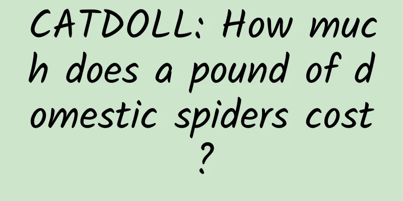 CATDOLL: How much does a pound of domestic spiders cost?