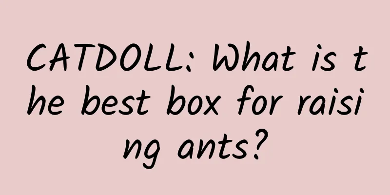CATDOLL: What is the best box for raising ants?