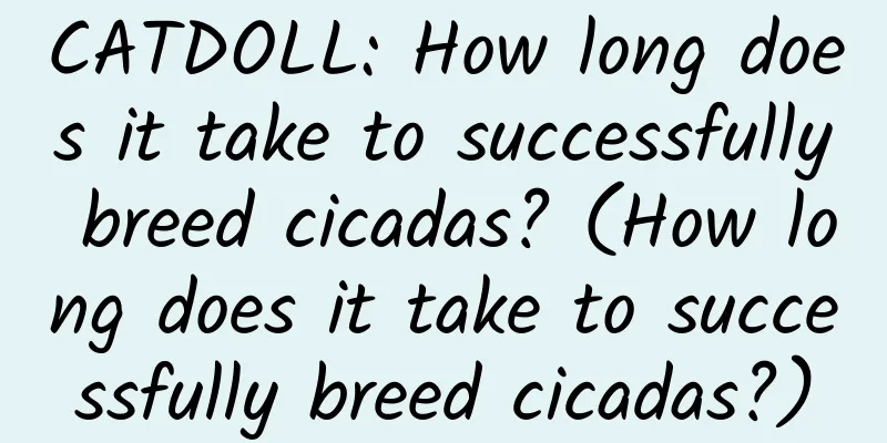 CATDOLL: How long does it take to successfully breed cicadas? (How long does it take to successfully breed cicadas?)