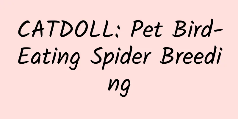 CATDOLL: Pet Bird-Eating Spider Breeding