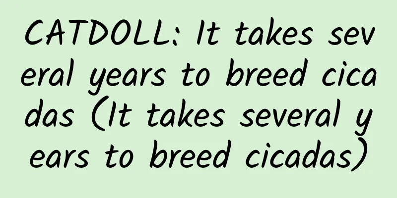 CATDOLL: It takes several years to breed cicadas (It takes several years to breed cicadas)