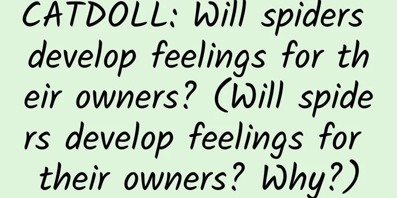 CATDOLL: Will spiders develop feelings for their owners? (Will spiders develop feelings for their owners? Why?)