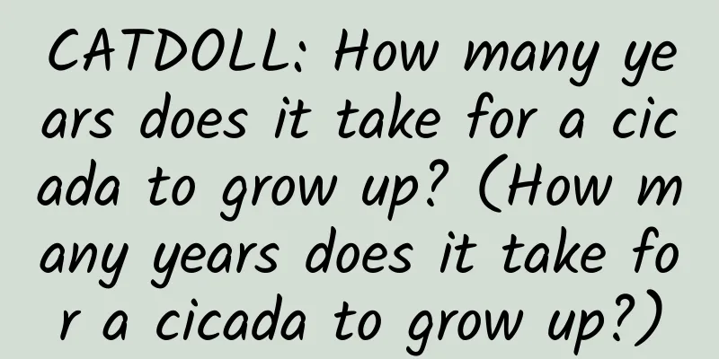 CATDOLL: How many years does it take for a cicada to grow up? (How many years does it take for a cicada to grow up?)