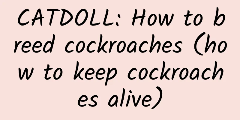 CATDOLL: How to breed cockroaches (how to keep cockroaches alive)