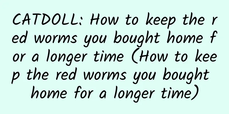 CATDOLL: How to keep the red worms you bought home for a longer time (How to keep the red worms you bought home for a longer time)