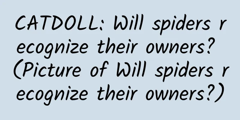 CATDOLL: Will spiders recognize their owners? (Picture of Will spiders recognize their owners?)