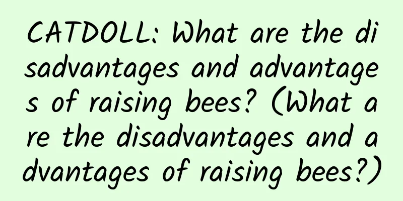 CATDOLL: What are the disadvantages and advantages of raising bees? (What are the disadvantages and advantages of raising bees?)