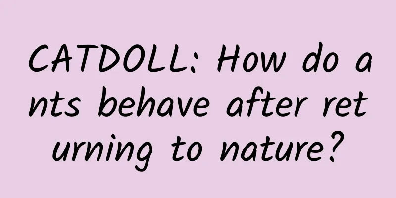 CATDOLL: How do ants behave after returning to nature?