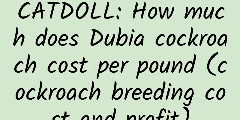 CATDOLL: How much does Dubia cockroach cost per pound (cockroach breeding cost and profit)