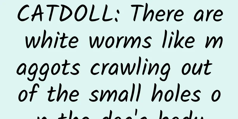 CATDOLL: There are white worms like maggots crawling out of the small holes on the dog's body