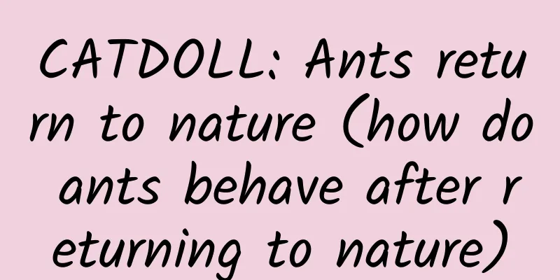 CATDOLL: Ants return to nature (how do ants behave after returning to nature)