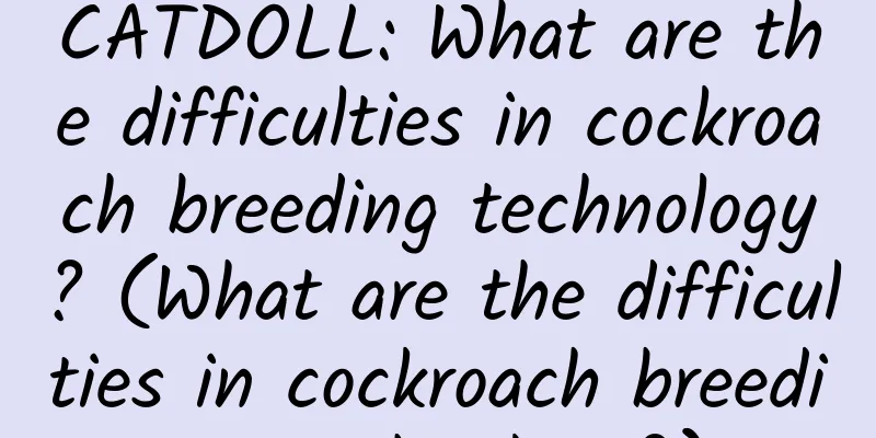 CATDOLL: What are the difficulties in cockroach breeding technology? (What are the difficulties in cockroach breeding technology?)