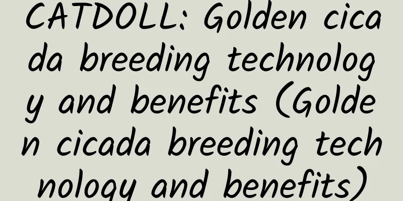 CATDOLL: Golden cicada breeding technology and benefits (Golden cicada breeding technology and benefits)