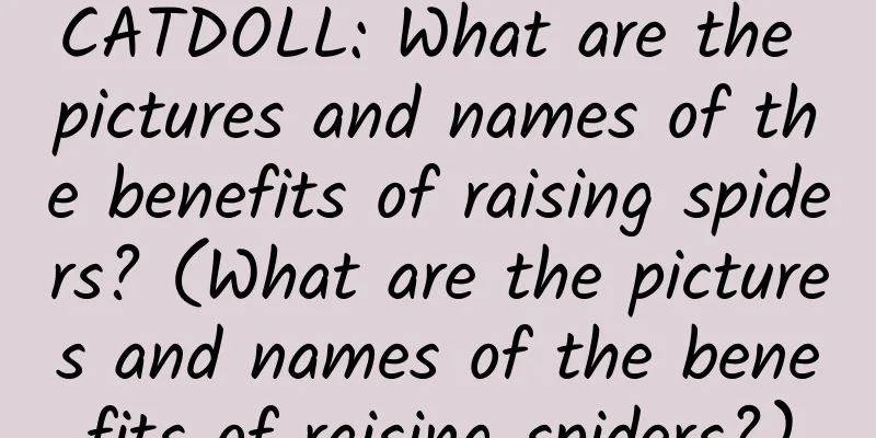 CATDOLL: What are the pictures and names of the benefits of raising spiders? (What are the pictures and names of the benefits of raising spiders?)